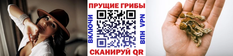 Псилоцибиновые грибы Psilocybe  гидра сайт  Палласовка 